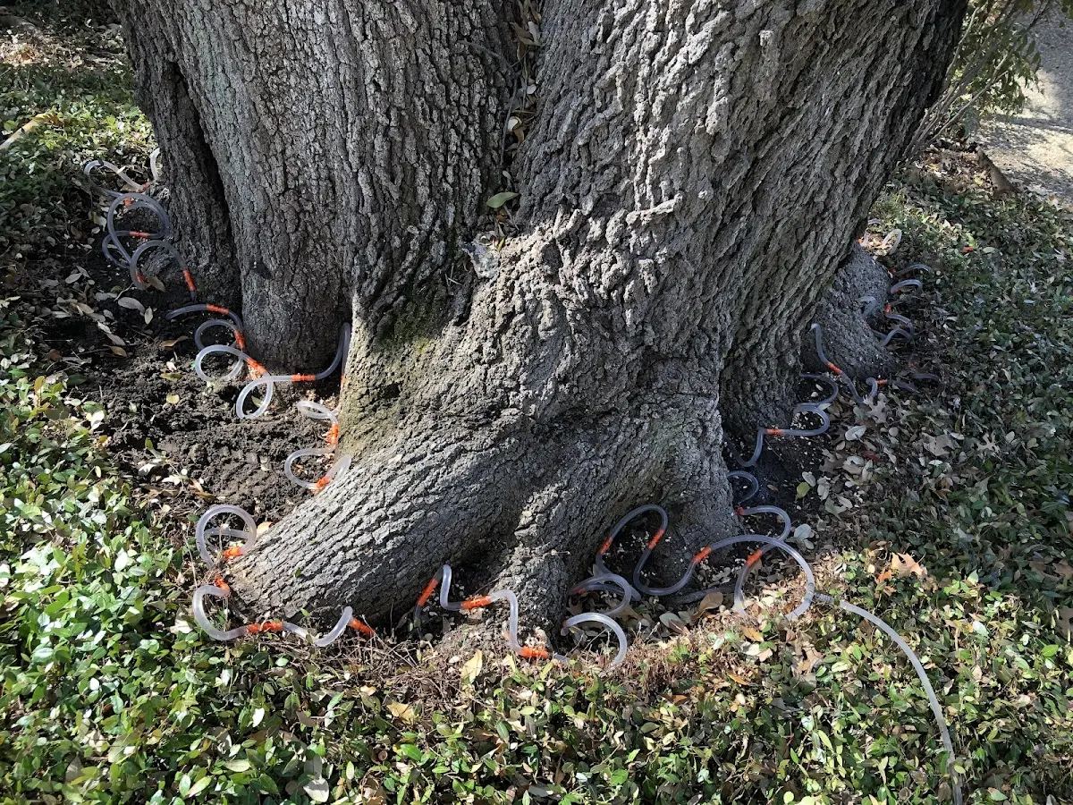 Detailed Tree Cabling and Bracing job site in Marlton