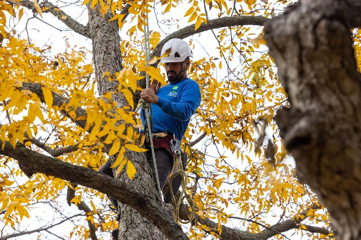 Skilled Storm Damage Cleanup crew working in Marlton