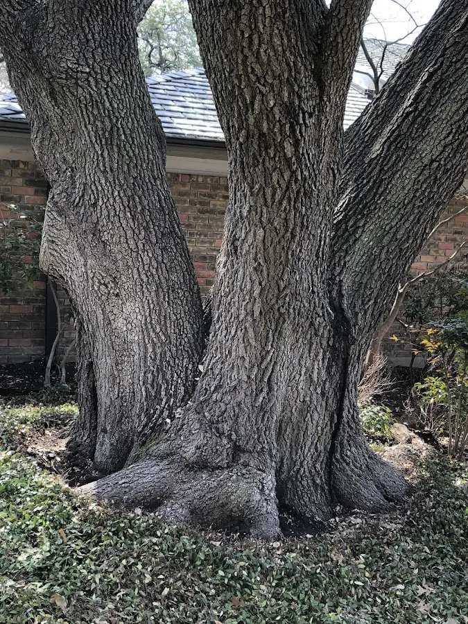 Mature heritage tree close to a Marlton property cared for by certified arborists